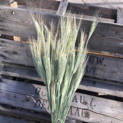 Alternative view of Tørrede byg korn bundt