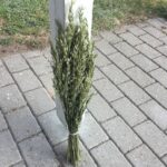 Tørrede havre korn bundt 