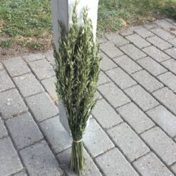 Tørrede havre korn bundt 