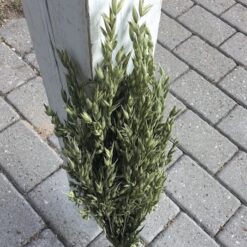 Alternative view of Tørrede havre korn bundt