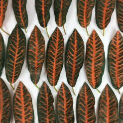 Blade orange grønne farver