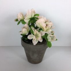 Sart rosa azalia potteplante