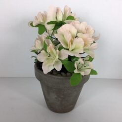 Rosa Azalia i grå lerpotte