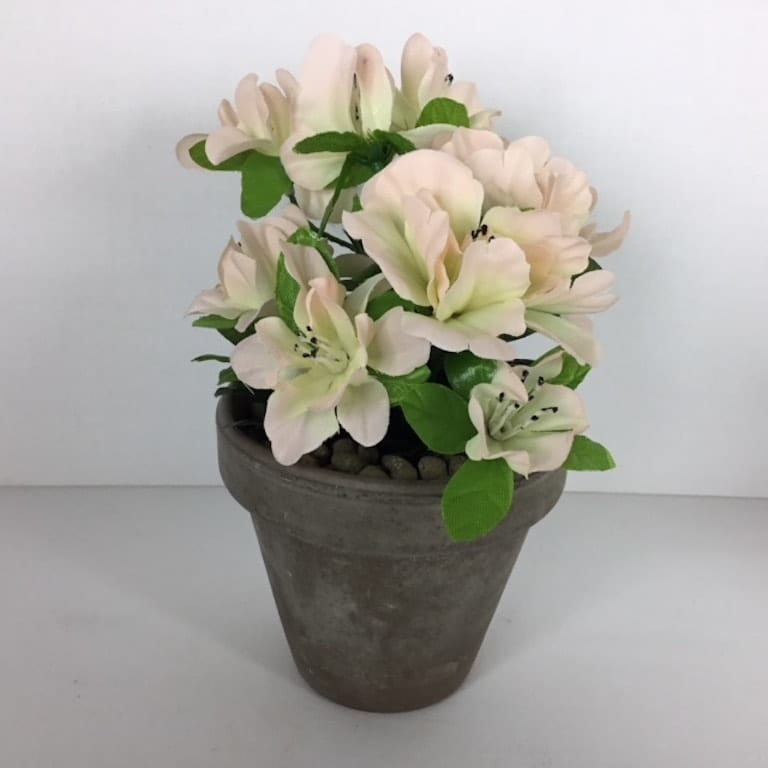 Rosa Azalia i grå lerpotte