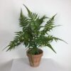 Bregne potteplante grøn fyldig plante