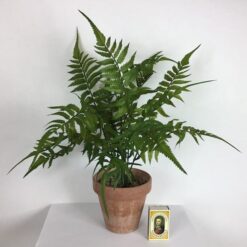 Alternative view of Bregne potteplante grøn fyldig plante