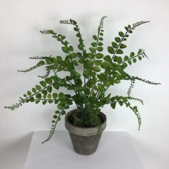 Grøn potteplante i lerpotte