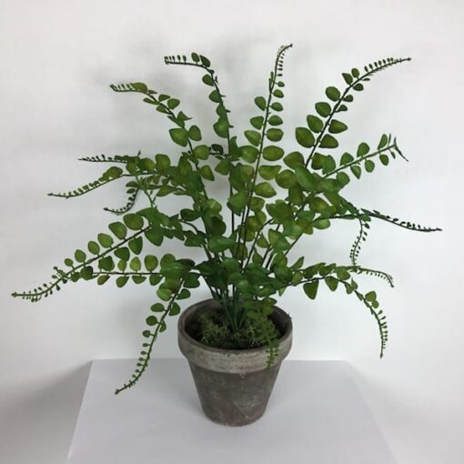Grøn potteplante i lerpotte