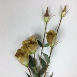 Høj beige rosengren