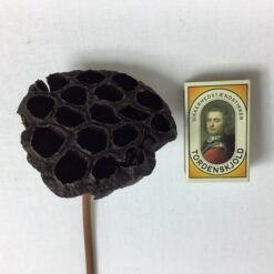 Alternative view of Ægte dekorativ Lotus gren