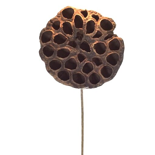 Ægte Lotus hoveder