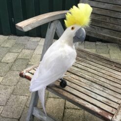 Stor kunstig hvid kakadue