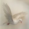 Hvid due der flyver