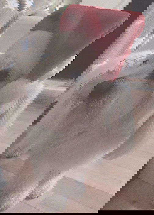 Nissehue til din hund