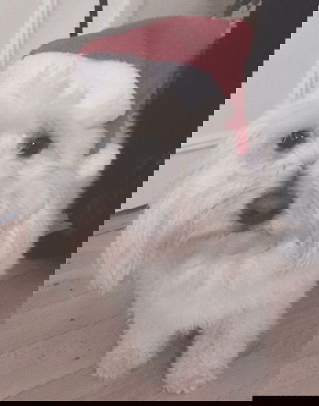 Nissehue til din hund - Billede 5