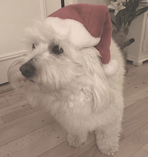 Nissehue til din hund - Billede 3