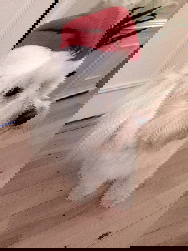 Nissehue til din hund - Billede 7