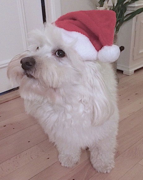 Nissehue til din hund - Billede 9