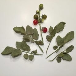 Dekorative cherrytomater på stilk