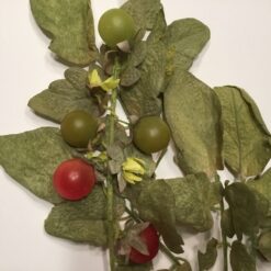 Alternative view of Dekorative cherrytomater på stilk