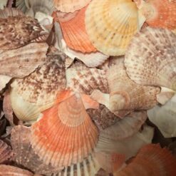 Muslinger i mange farver