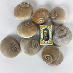 Alternative view of Naturfarvet muslinger i snegleform