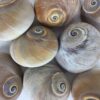 Naturfarvet muslinger i snegleform