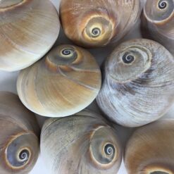 Naturfarvet muslinger i snegleform