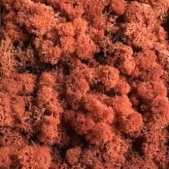 Gylden præserveret mos 50g