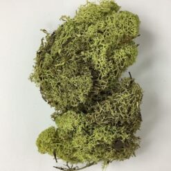 Olivenfarvet præserveret mos 50g