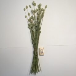 Alternative view of Olivengrøn dekorativ tørrede Phalaris