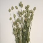 Tørrede Phalaris blomster olivengrøn