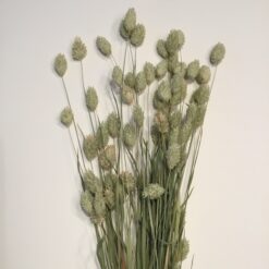 Tørrede Phalaris blomster olivengrøn