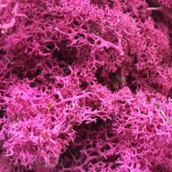 Pink præserveret mos 50g