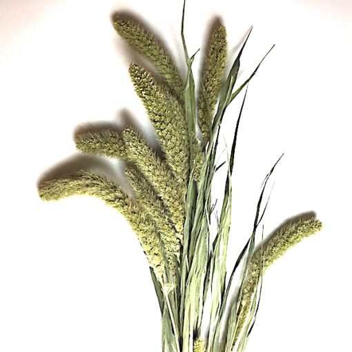 Tørrede blomster olivengrøn