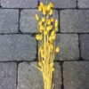 Gul dekorativ tørrede buket