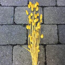 Gul dekorativ tørrede buket