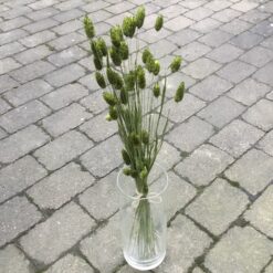 Alternative view of Grønne dekorative tørrede Phalaris