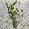 Grønne tørrede Phalaris blomster