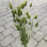 Grønne tørrede Phalaris blomster
