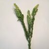 Naturtro dekorativ limefarvet gren