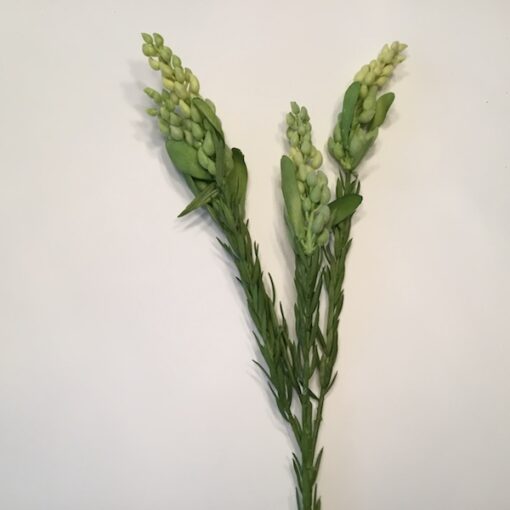Naturtro dekorativ limefarvet gren