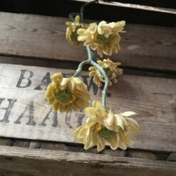 Evighedsblomst i oliven farve