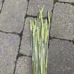 Alternative view of Tørrede grøn hvede buket