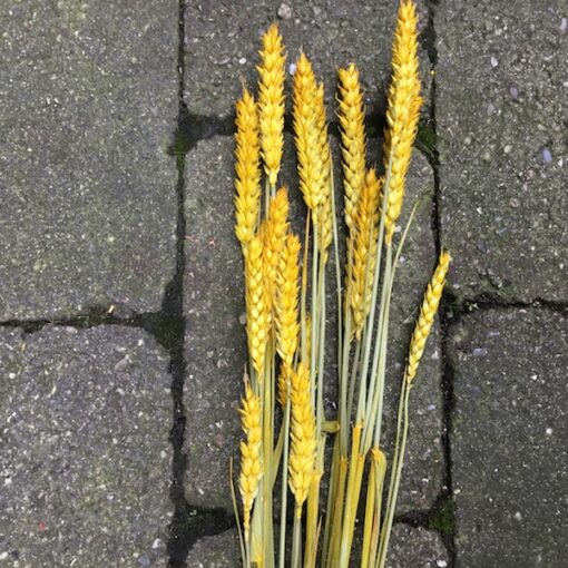 Tørrede gult hvede buket