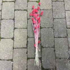Tørrede pink Phalaris blomster
