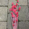 Tørret pink Phalaris blomster