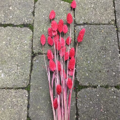 Tørret pink Phalaris blomster