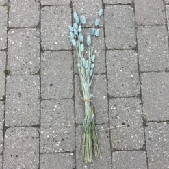 Alternative view of Lyseblå dekorative tørrede Phalaris