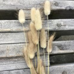 Alternative view of Tørrede lagurus i beige farve